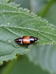 Tachinus fimbriatus