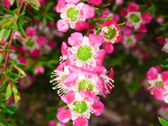 Myrtoideae