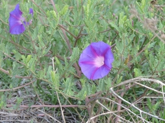 Ipomoea stans