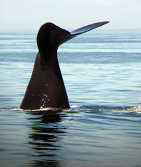 Eubalaena glacialis