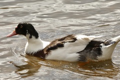 Anas platyrhynchos × Cairina moschata