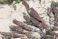 Euphorbia caput-medusae