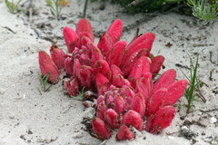 Hyobanche sanguinea