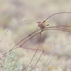 Calamanthus campestris