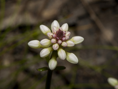Stackhousia monogyna