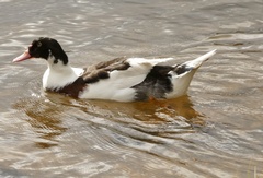Anas platyrhynchos × Cairina moschata