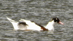 Anas platyrhynchos × Cairina moschata
