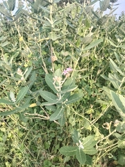 Calotropis
