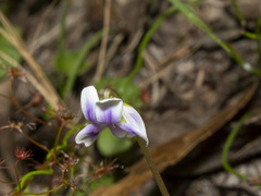 Viola hederacea