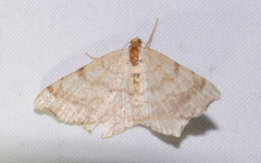 Macaria bisignata