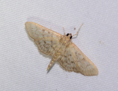 Herpetogramma pertextalis