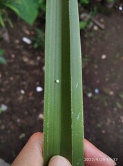 Elymnias hypermnestra