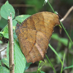 Melanitis phedima oitensis