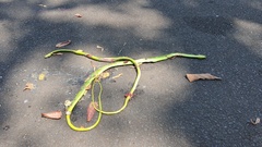 Philothamnus natalensis