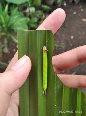 Elymnias hypermnestra