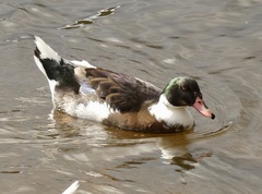 Anas platyrhynchos × Cairina moschata