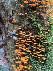 Favolaschia claudopus