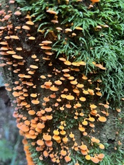 Favolaschia claudopus
