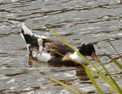 Anas platyrhynchos × Cairina moschata