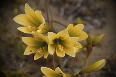 Zephyranthes bagnoldii
