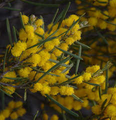Acacia lineolata lineolata