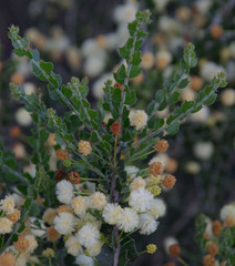 Acacia orbifolia