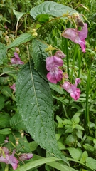 Impatiens glandulifera