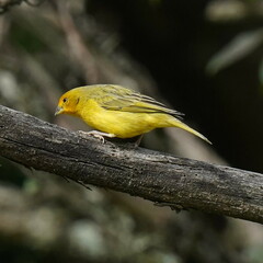 Sicalis flaveola