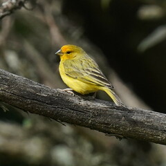 Sicalis flaveola