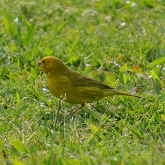 Sicalis flaveola