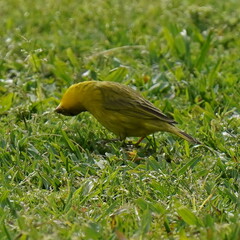 Sicalis flaveola