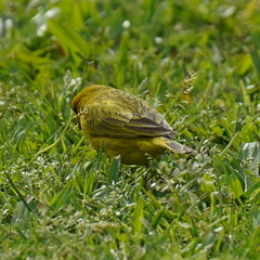Sicalis flaveola
