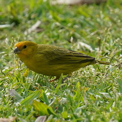 Sicalis flaveola