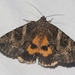Penitent Underwing - Photo (c) J. Bailey, some rights reserved (CC BY-NC)