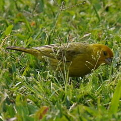 Sicalis flaveola