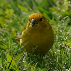 Sicalis flaveola