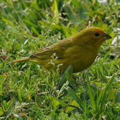 Sicalis flaveola