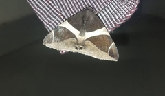 Bastilla crameri