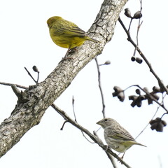 Sicalis flaveola