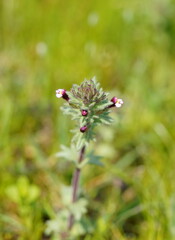 Parentucellia latifolia