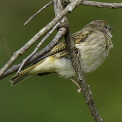 Sicalis flaveola