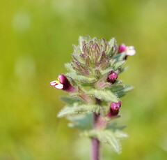 Parentucellia latifolia