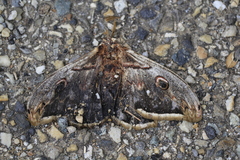 Saturnia pyri