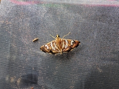 Chabula telphusalis