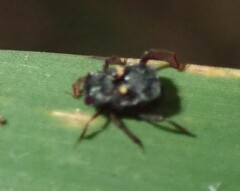 Chlamydopsis pygidialis