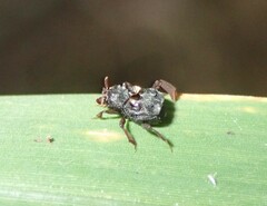 Chlamydopsis pygidialis