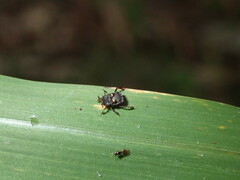 Chlamydopsis pygidialis