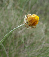 Leucochrysum albicans albicans