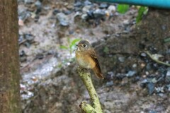 Muscicapa ferruginea
