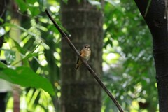 Muscicapa ferruginea